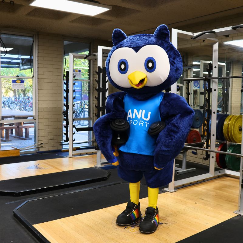 Owl mascot in gym